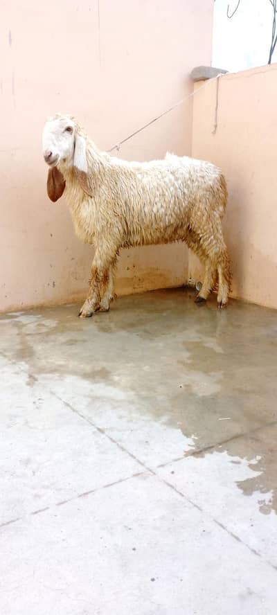 10 month Larkana dumba