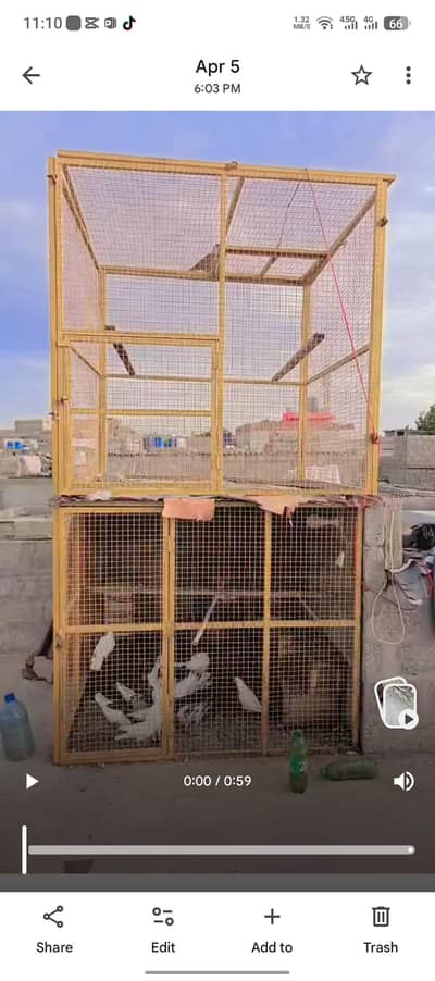 Kabotar ka dhop jhaal