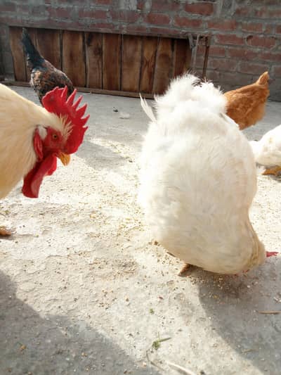 with buf  and chikes