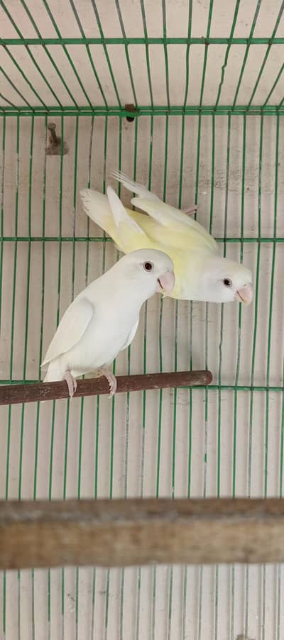 2 pair rozicoli oplain available Mr rehan 0322 6798273