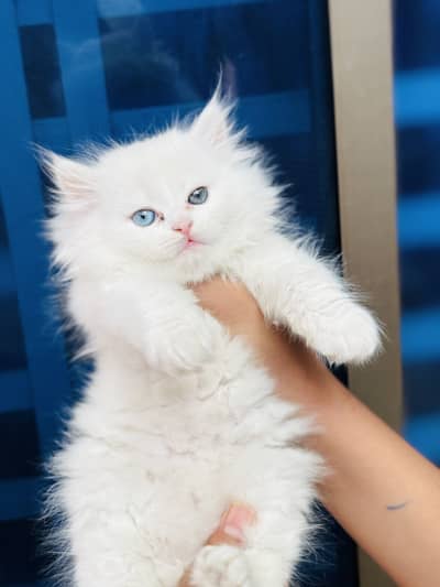 Persian kitten triple coat