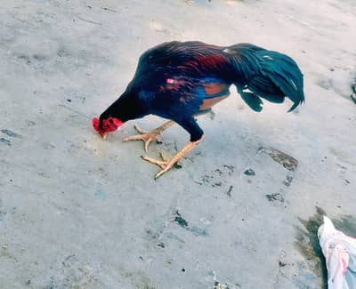 jis bhai ko chahye rabta kar ly bikul sehat mand hai