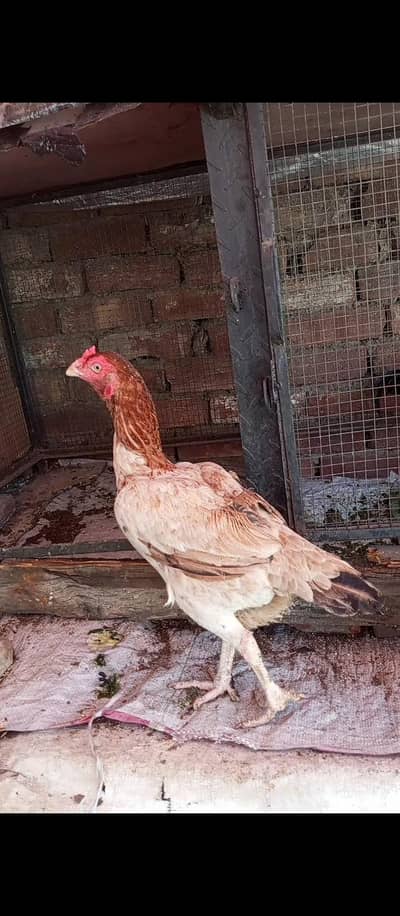 old blood line female 03204048942