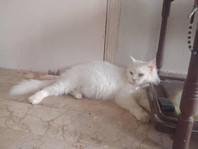 pure Persian long hair triple coated