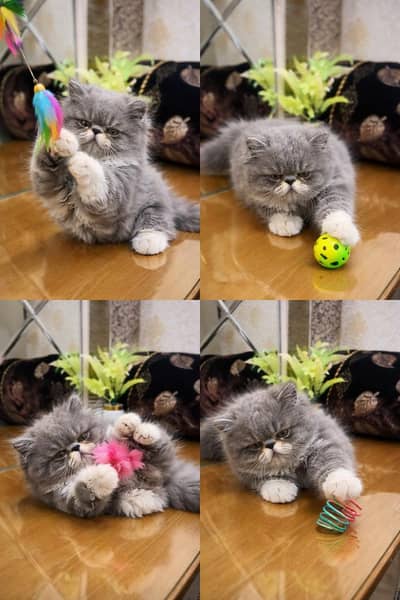 Persian Kittens Available for Sale – Healthy & Active