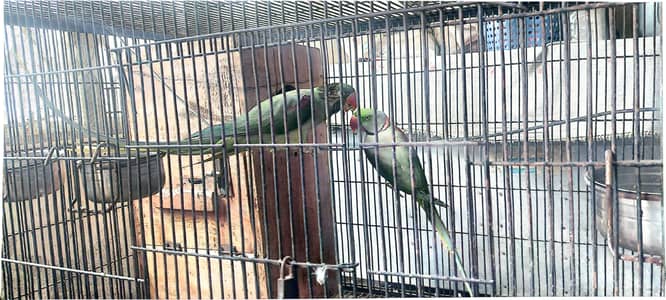 Raw Parrot Male & Female Pair