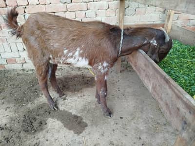 2 Bakra good in health and active