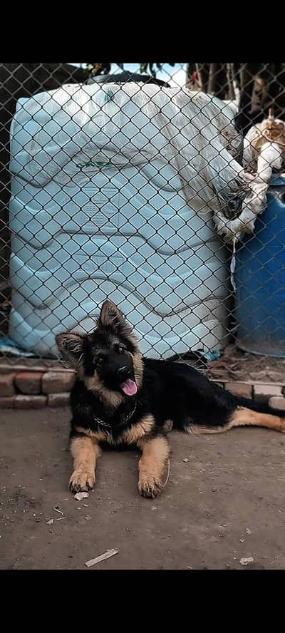 long coat german shephered