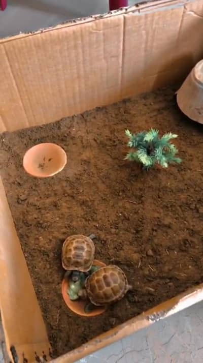 Tortoise for sale in karachi