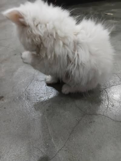 Persian cat