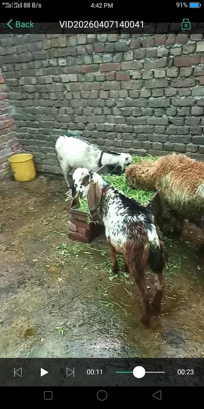 Farhan Gujranwala aseel point ,got