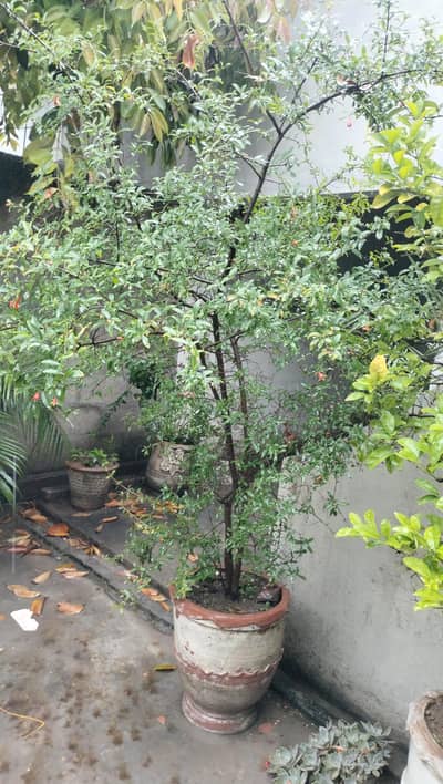 pomegranate plant