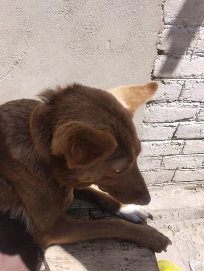 four puppies for sell