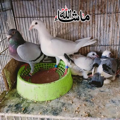 Qasid Breder pair with 2 self chicks For sale.