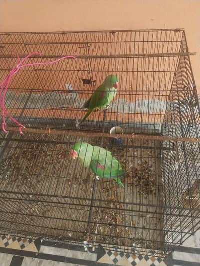 mashallah heldi janbo saiz he