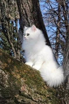 Persian kitten cat