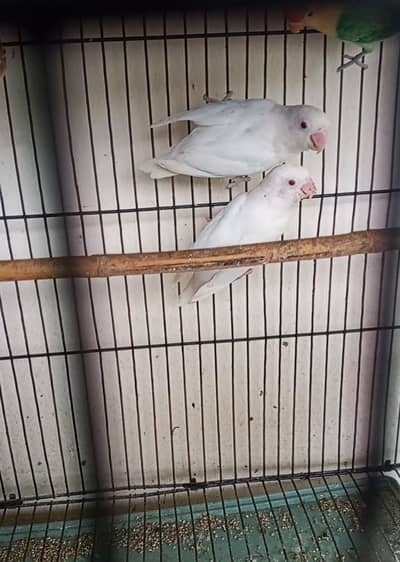 Red eyes Albino Breeder pair