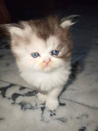 punch male kitten for sale ,healthy and active, toilet trained