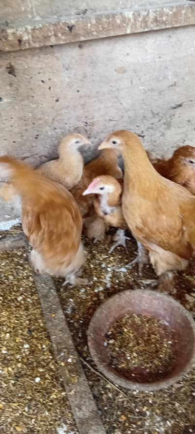 best quality golden buff available.  2 murghay  5 murhiyan.