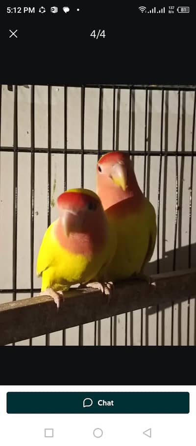 love bird litino with egg