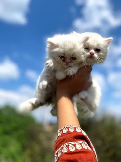 extreme punch face Persian kittens