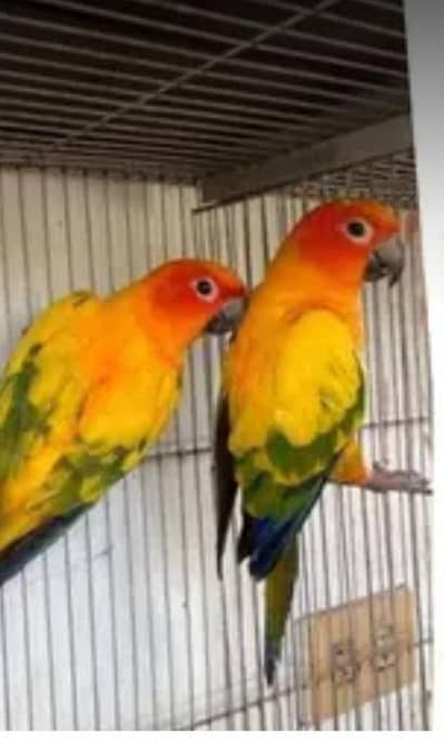 su cenure and raw pahari pair avialble