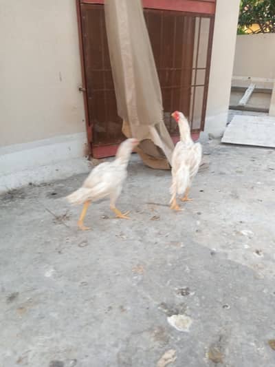 Aseel Heera Chick for Sale