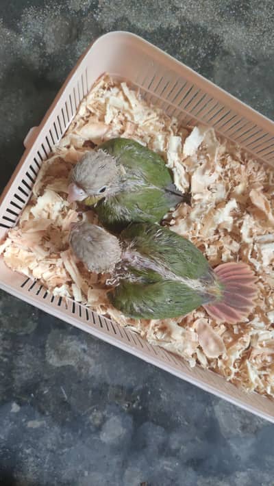 painapple conure baby