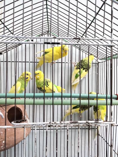 Budgies Pair for Sale