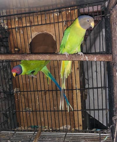 Plum head pair ready to breed