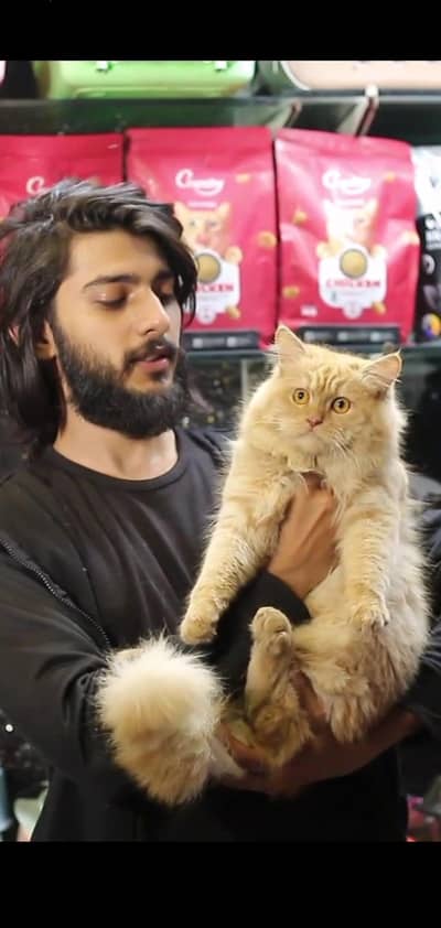 Button Eyes Persian Male cat | triple coat | Persian Male cat for sale