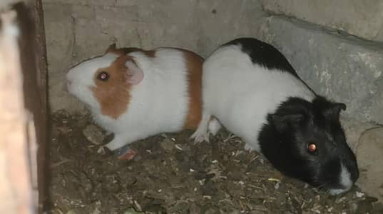 Guinea Pigs