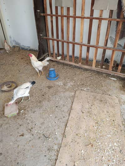 Breeder Hen White Cook