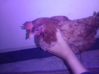 خالص دیسی مرغی برائے فروخت"