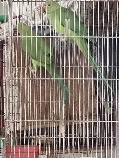 Green perrot 6500