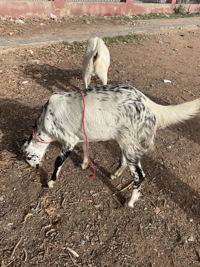 2 dant khasi bakra contact number 03028232160