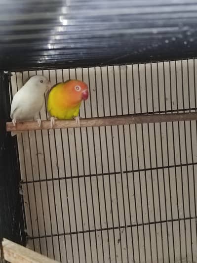 Albino | Cremino | Lutino | Parblue