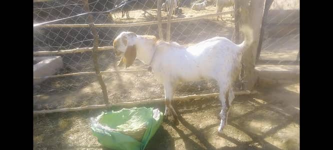 makhi chini breed