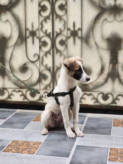 security dogs for sale