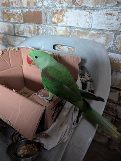 Raw Chick Full healthy and Active