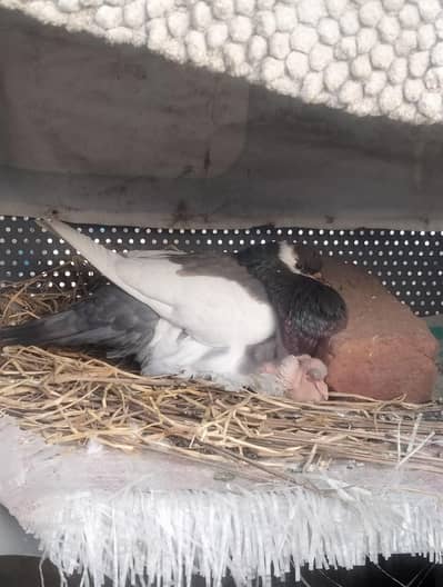 Magpie Pouter Pair For Sale