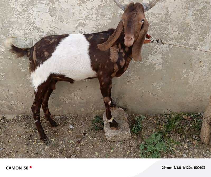 Bakra 2