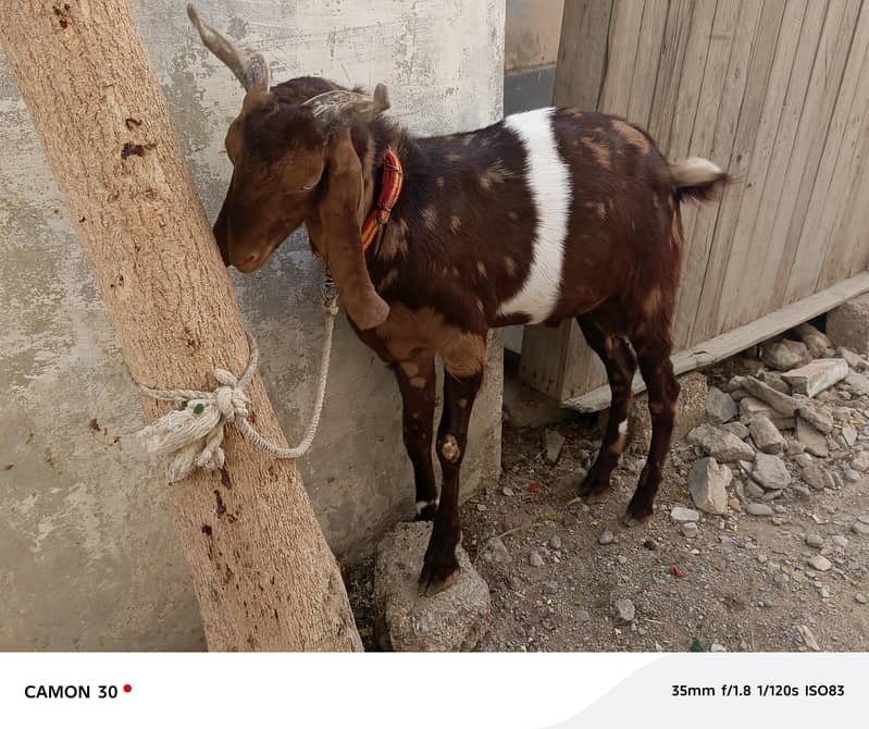 Bakra 3