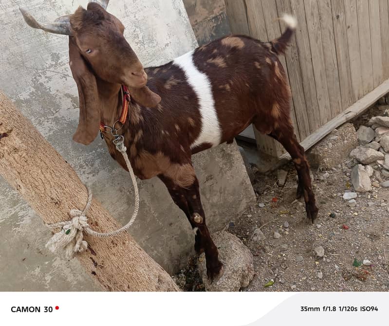 Bakra 4