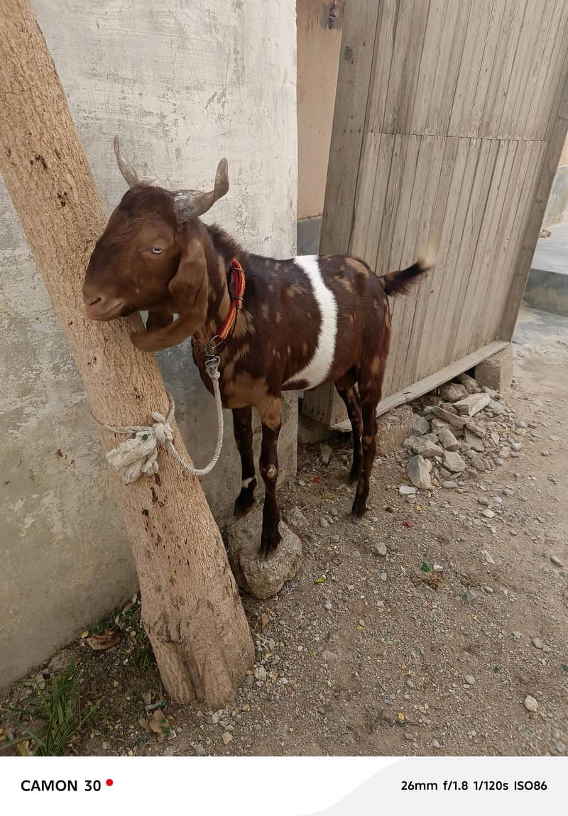 Bakra 5