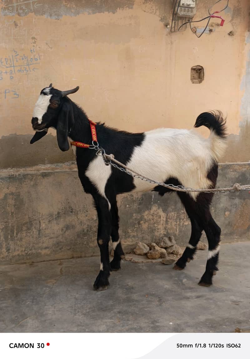 Bakra 7