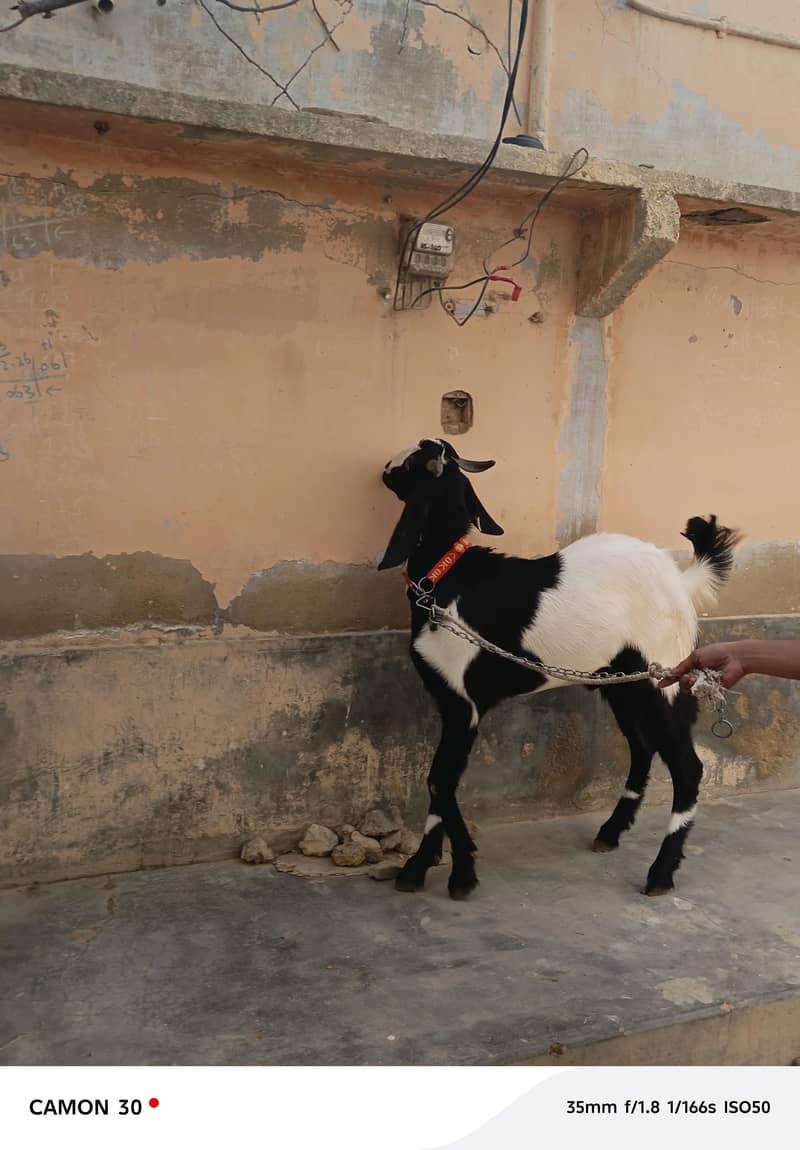 Bakra 8