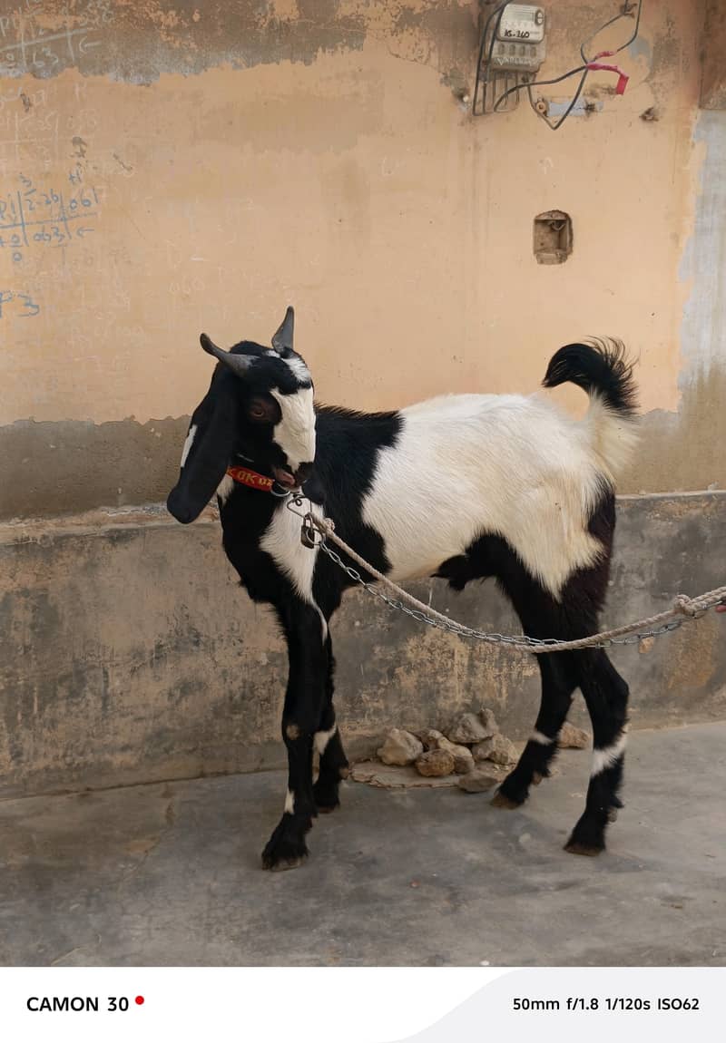 Bakra 9