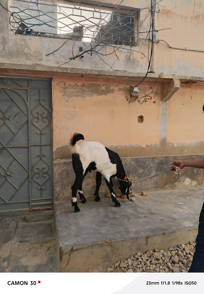 Bakra 10