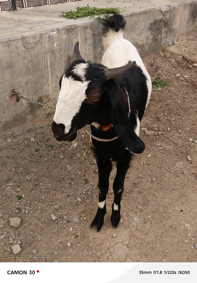 Bakra 11